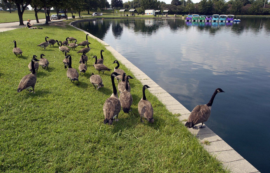 GEESE1